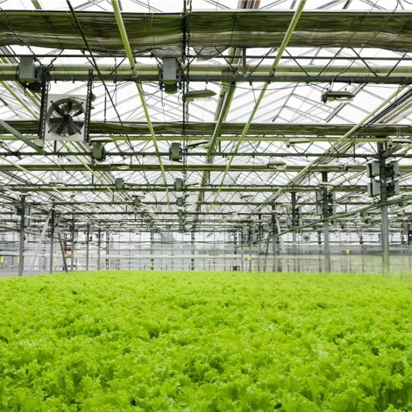Customizable Dimensions Corrosion Resistant Hurricane Proof Modular Steel Greenhouse Prefabricated Steel Structure