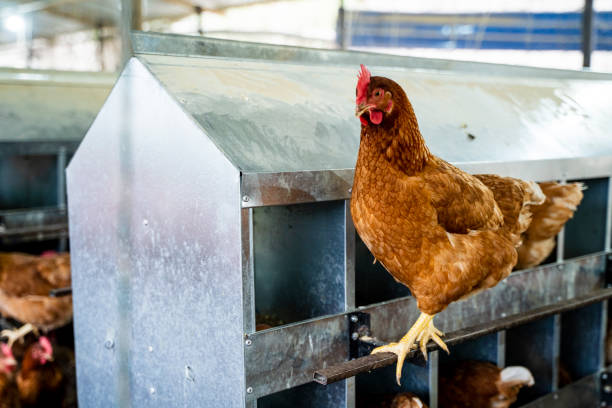 Corrosion Resistant Pre-engineered Modular Steel Chicken Coop for Poultry Farming