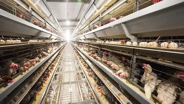 Modular Frame Layer Cage System with Automatic Egg Collection and Corrosion Resistant Design for Poultry Farming