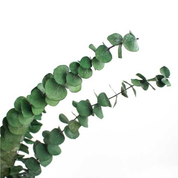 Artificial Dried Eucalyptus Plant , Preserved Silver Dollar Eucalyptus