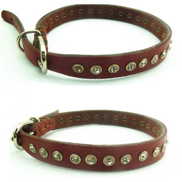 Dog Collars