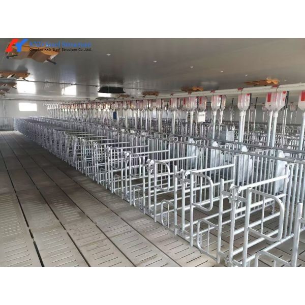 Custom Piggery Shed Light Steel Structure Cow Shed With Automatic Euipment