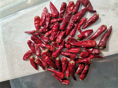 3CM Hot Pot Red Bullet Chilli Chaotian Pepper Stick Shape 20000 SHU