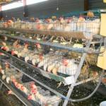 layer cages for chickens south africa
