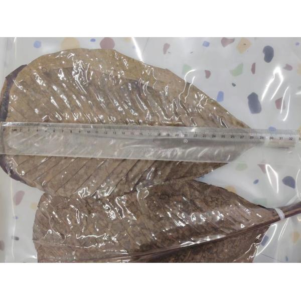 Wholesale Natural Sushi Fresh Bamboo Leaf Leaves