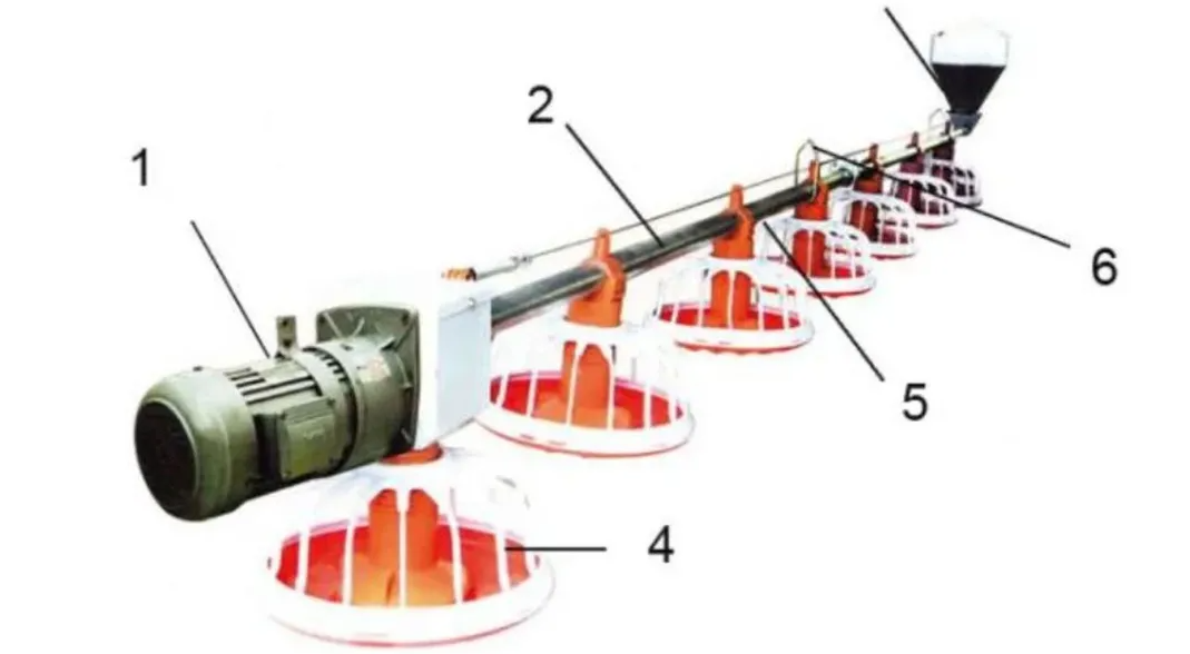 Fully Automatic Poultry Feeding System with Corrosion Resistant High Efficiency Chicken House Feeding Equipment