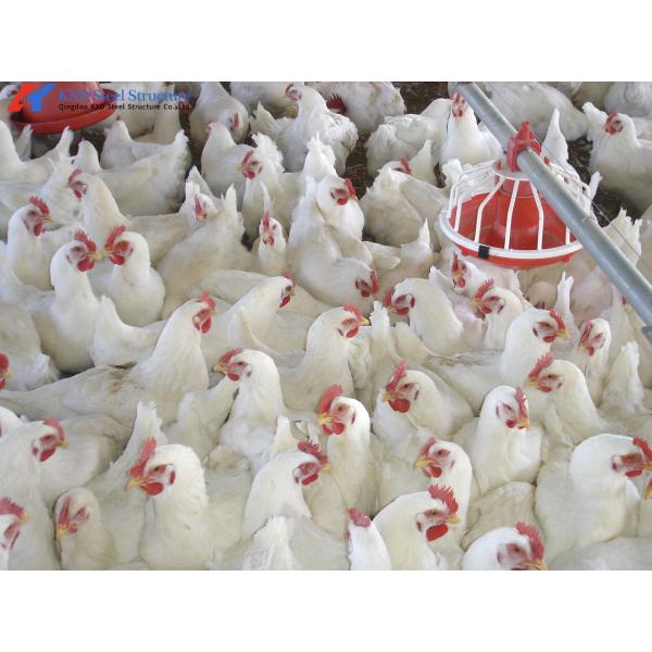 Size Customized Steel Poultry House Broiler Poultry Shed With Automatic Equipment