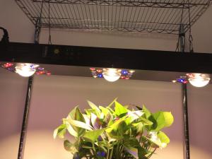 China Dimmable COB LED Grow Light on sale