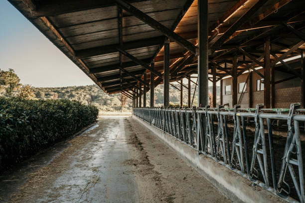 Weather-resistant Open-Side Cattle Shed with Bolt-Together Assembly and Customizable Dimensions