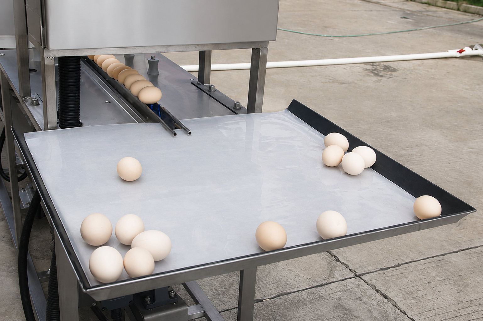 Sanitizer Sprayer Egg Washing Drying Machine With 3000 Eggs/Hour Capacity