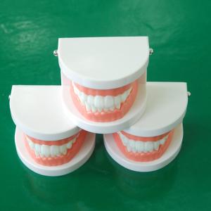 China 2 times tooth model early childhood education brushing demonstration mandibular teeth detachable teaching brus on sale
