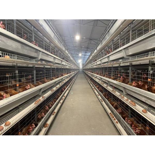 Galvanized Automatic H Type Layer Chicken Cage System Easy Daily Management