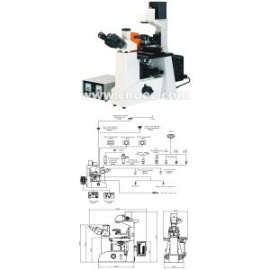 Wide Field Inverted Fluorescence Microscope Trinocular A16.0201