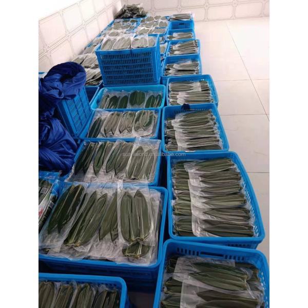 Wholesale Natural Sushi Fresh Bamboo Leaf Leaves