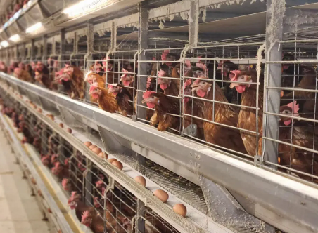 Hot-Dip Galvanized H Type Layer Cage with Modular Structure for 3rd to 8th Floor Poultry House
