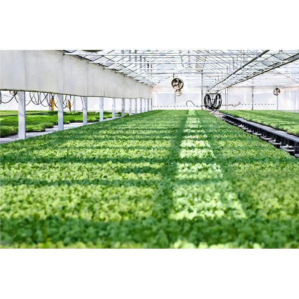 Customizable Dimensions Corrosion Resistant Hurricane Proof Modular Steel Greenhouse Prefabricated Steel Structure