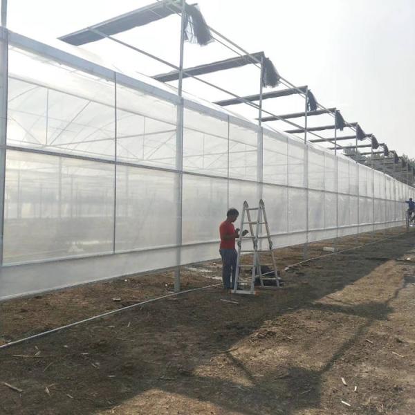 Steel Frame Double Arch 4.5m Multi Span Greenhouse