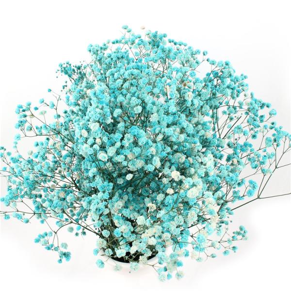 Artificial Dried Eucalyptus Plant , Preserved Silver Dollar Eucalyptus