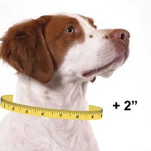 Double Thick Nylon Dog Collars With Brushed Hardware Finish Easy Cleaning
