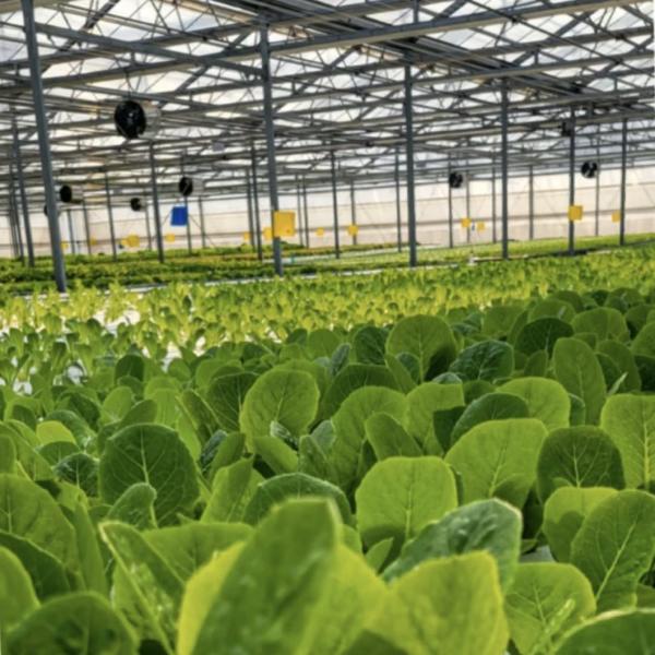 Customized Request for Drip Irrigation Glass Greenhouse Commercial Greenhouse Setup
