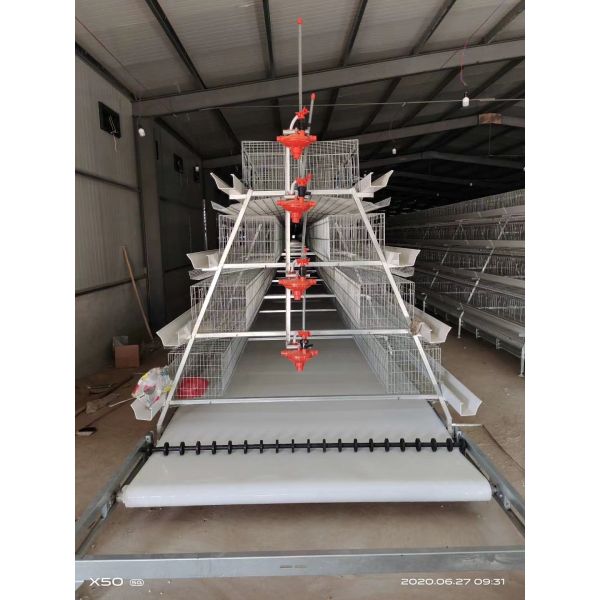 Turnkey Layer Cage Systems with High-Density Efficiency Superior Automation Integration and Optimized Natural Ventilation