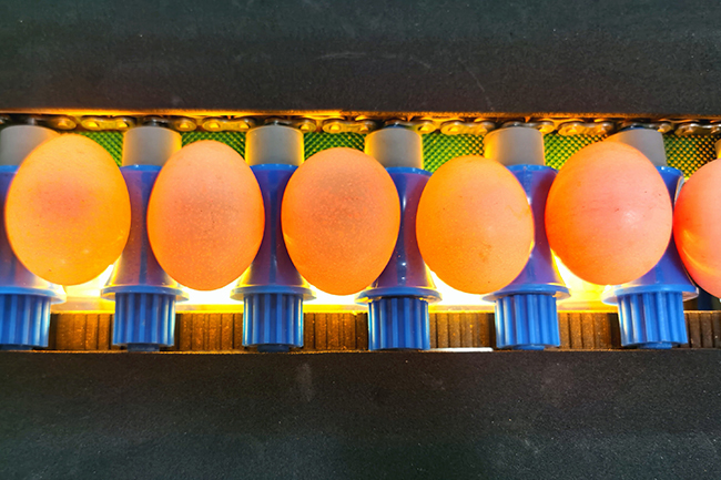 Sanitizer Sprayer Egg Washing Drying Machine With 3000 Eggs/Hour Capacity