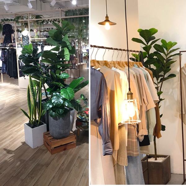 Natural 120cm Height Pandurata Artificial Ficus Tree Landing Plant