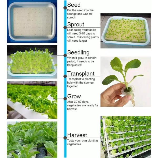 Agricultural Greenhouses NFT Soilless Hydroponic System For Tropical Desert