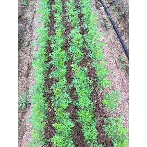 Hand Push Agriculture Equipment Vegetable Seeder Machine Agricultural Manual Onion Seed Planter