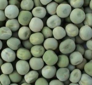 Buy cheap Food Grade Dried Garden Peas Green Beans Custom Packing 2 Years Shelf Life product
