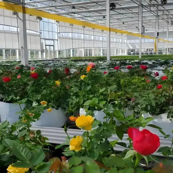 Fully Automatic Dutch Venlo Greenhouse Double layered with Evaporative Cooling