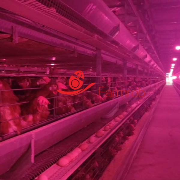 Industrial-Grade 6-Tier Layer Chicken Cage System Durability