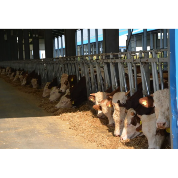 Modular Quick-Assembly Windproof Waterproof Low-Maintenance Steel Poultry House and Livestock Steel Shed