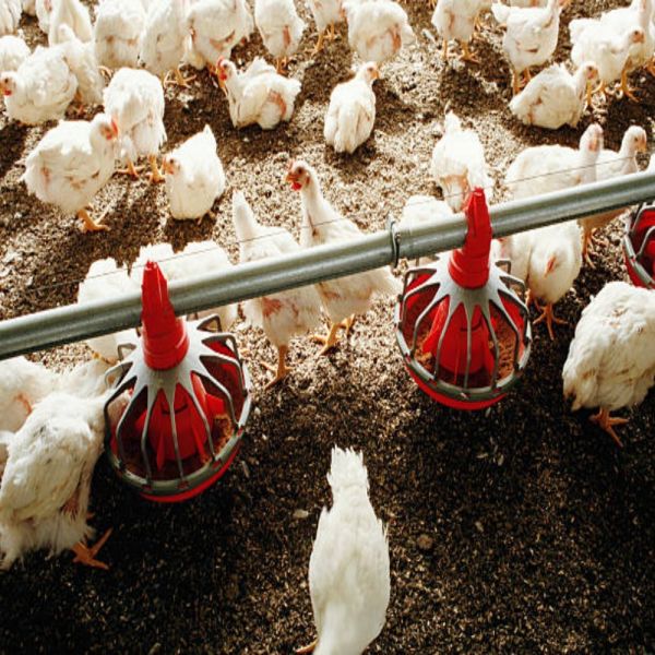 Cost-Saving Corrosion Resistant Modular Steel Poultry Farm Construction for Broiler Farming