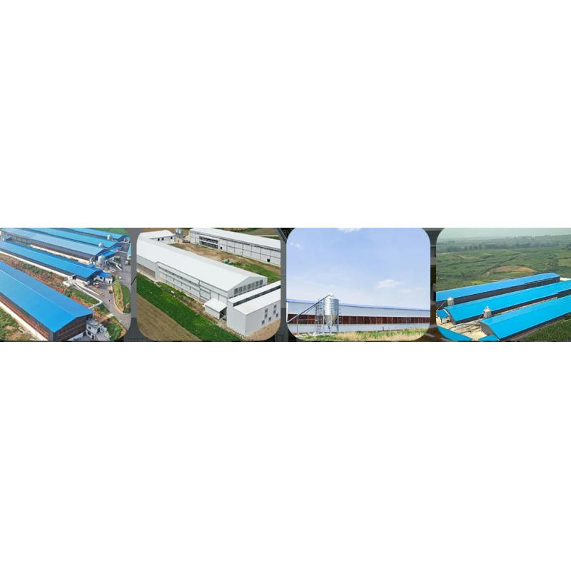 Economical Prefabricated Steel Structure Broiler Equipment with Automatic Feeding System and Corrosion Resistant Design