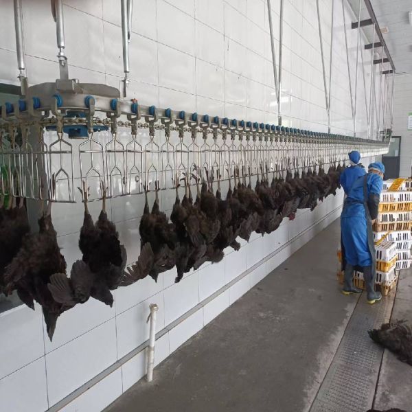 3400KG Halal Poultry Slaughterhouse Equipment Turkey Duck Broiler Chicken Processing