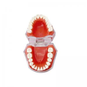 China Dental Materials Detachable Tooth Models Learning To Practice Tooth Extraction on sale