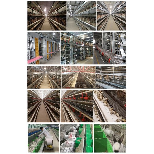 3/4 tier A Type Chicken Cage Chicken Egg Layer Cage For Poultry Farms