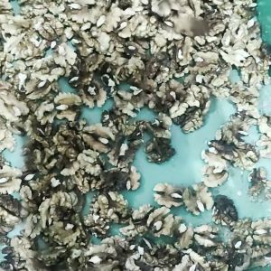 Automatic Walnut-Kernel Separating Machine Equipped With 8 Lanes Configuration