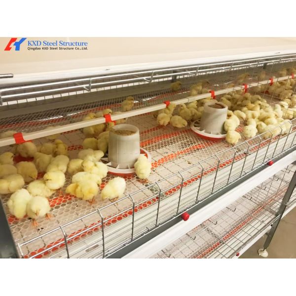 Chicken Poultry Cage H Type Layer Chicken Cage Automatic Feeding System