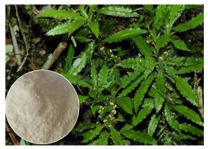 China Whole Herb Huperzia Serrata Extract , Natural Huperzine A Powder As Supplement on sale