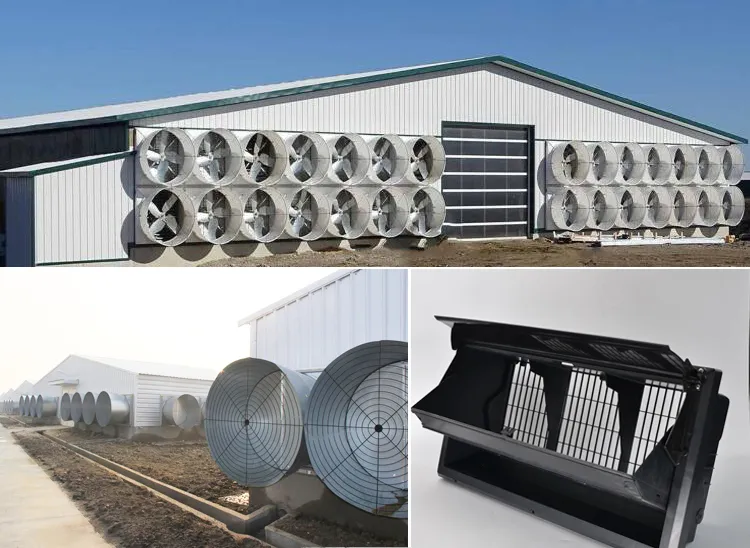 Full Automatic Hot-dip Galvanized Poultry Farm Feeding Equipment Customizable for Broiler Chicken Houses
