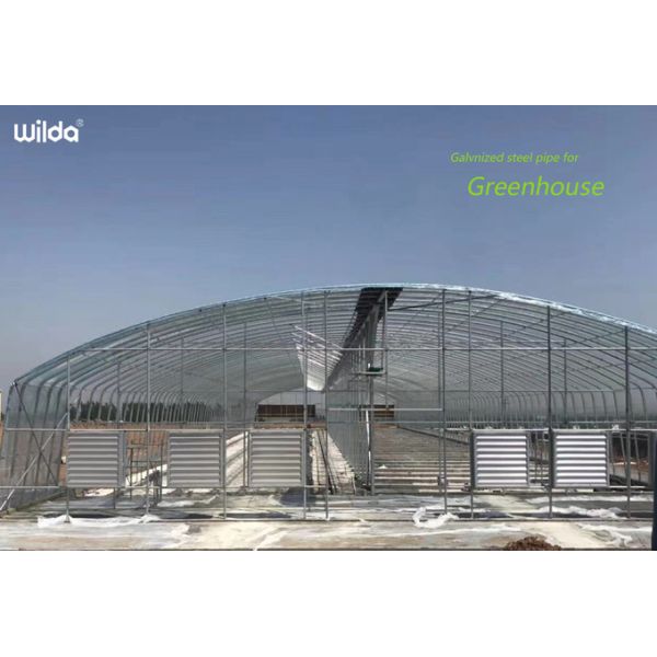 High Quality Galvanized Frame Tunnel Ventilation Single-Span Factory Price Hot Galvanized Steel Frame Plastic Sheet Single Span Greenhouse Tunnel
