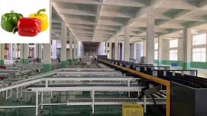 Buy cheap Bell Pepper Vegetable Sorting Machine 3 Channel Vegetable Sorter Customized product