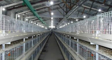 Prefabricated Steel Structure Chicken Coop with Stable Structure and Labor Saving Design