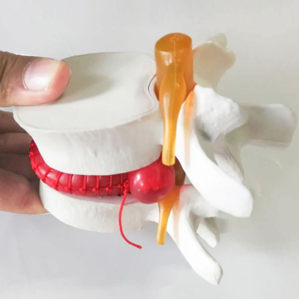 Mini Interactive Anatomical Skeleton Model For Teaching