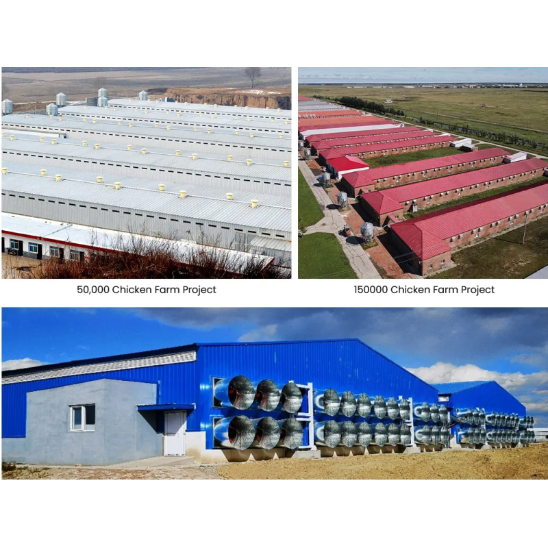 Automatic Poultry Feeding System for Smart Farming - Labor-Saving and Customizable Chicken Feeding Equipment