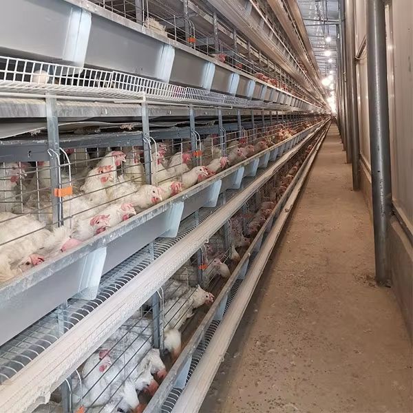 Automatic Layer Chicken Cage System with Hot-Dip Galvanized Steel Multi-Tier Manure Removal and Automated Feeding