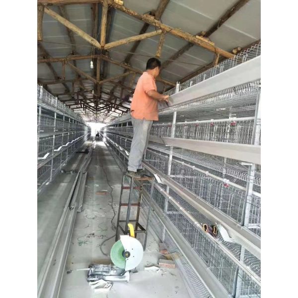 Hot-dip Galvanized Automatic Broiler Chicken Cage System with Adjustable Vents and Corrosion Resistant Design