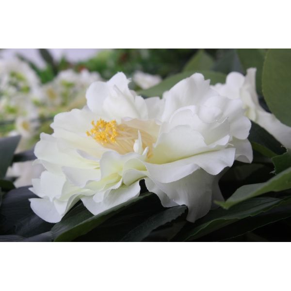 Decorative Artificial Plant Leaves Flower Tea Tree Customized Size
